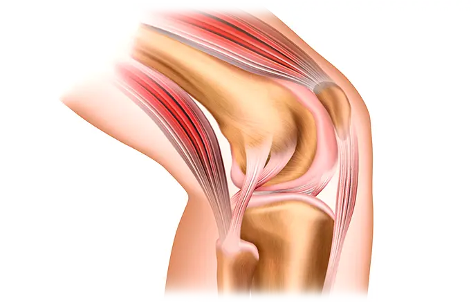 膝の筋繊維の画像
